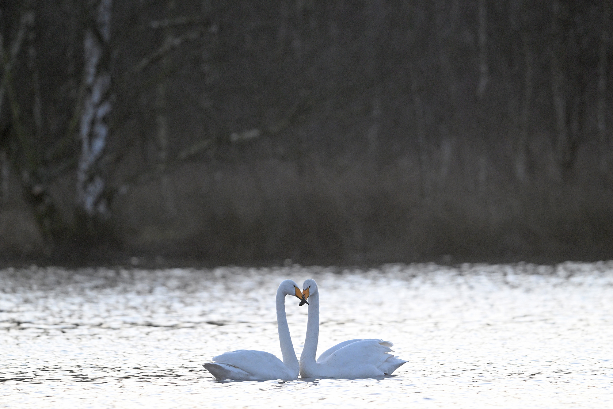 Schwanenliebe