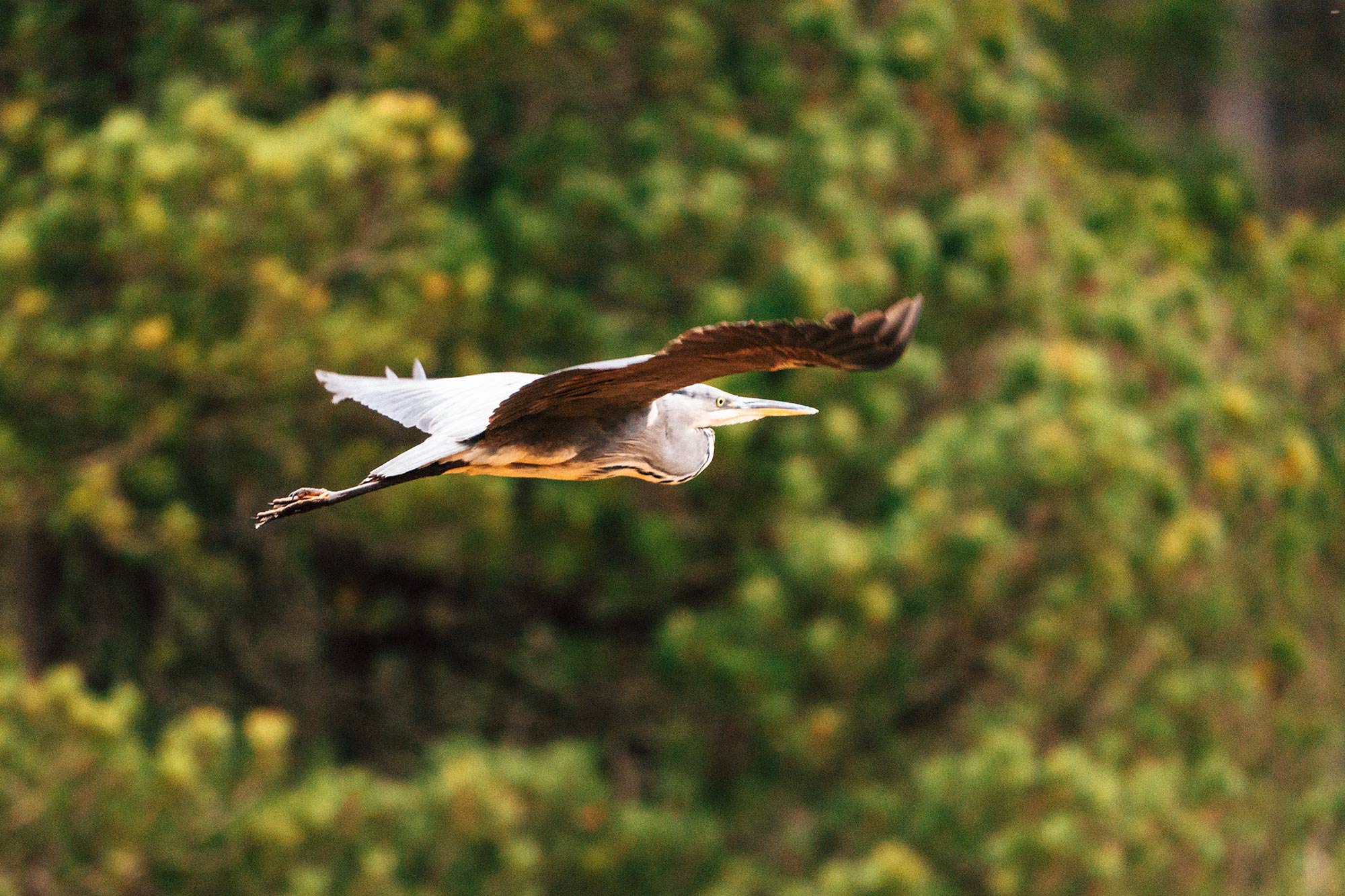 Graureiher im Flug