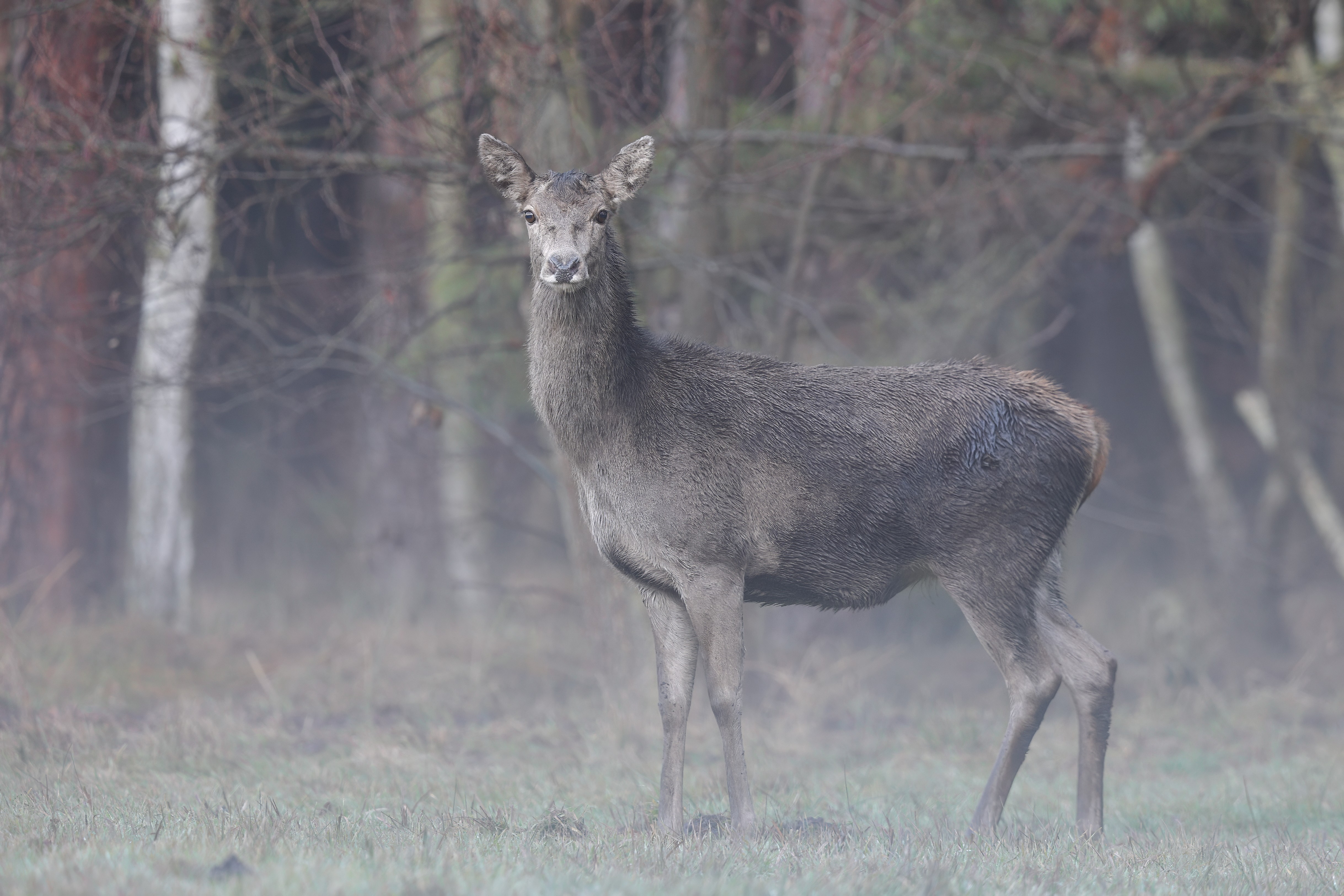 Hirschkuh Dezember 2025
