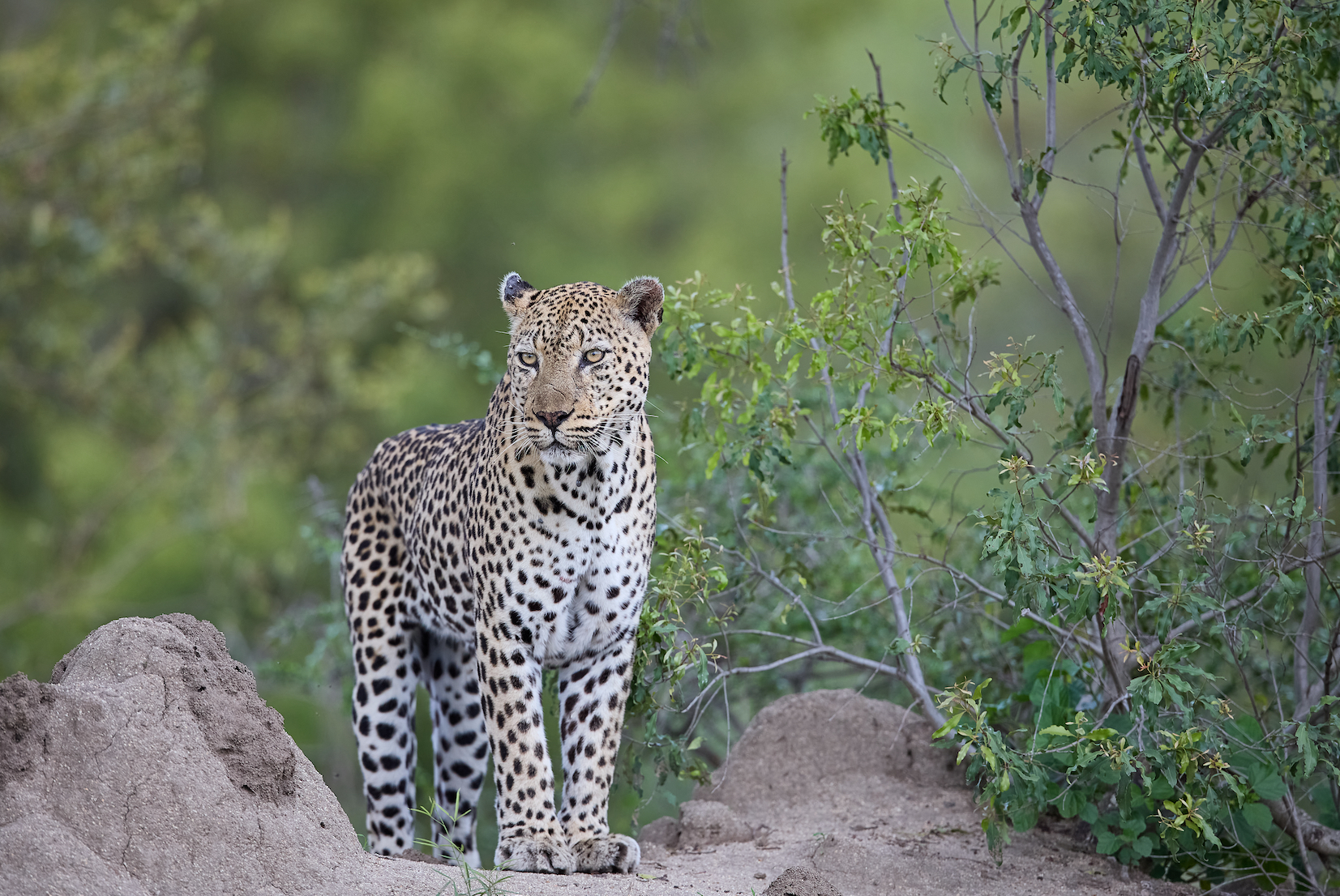 Leopard