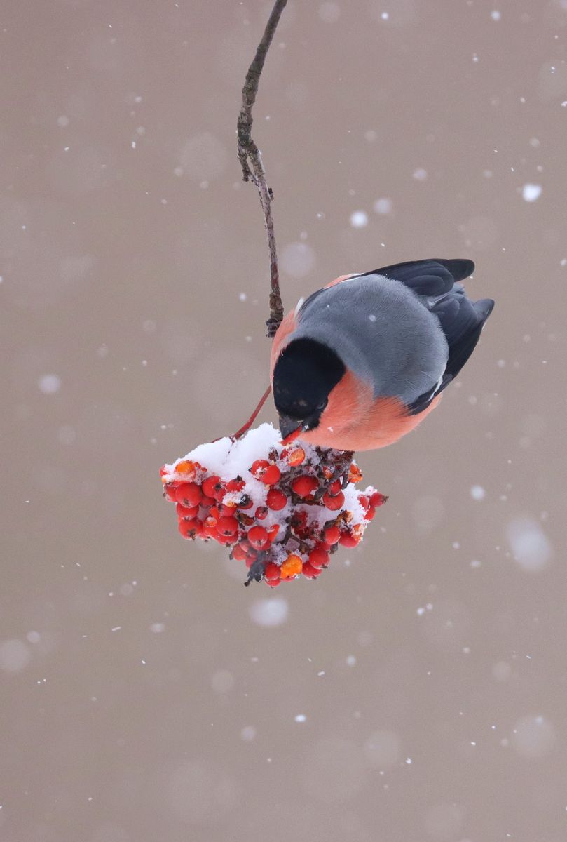 Gimpel  an Eberesche