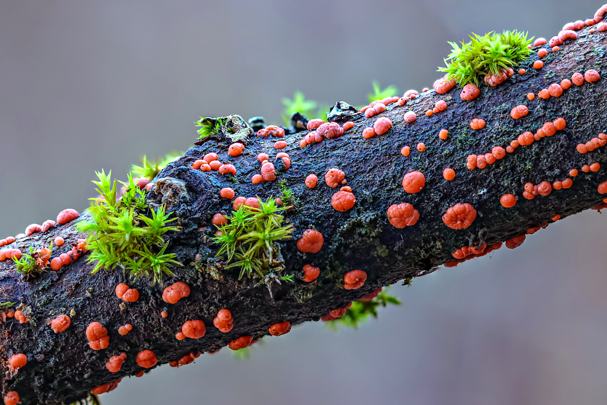 Weihnachtliche Pilze