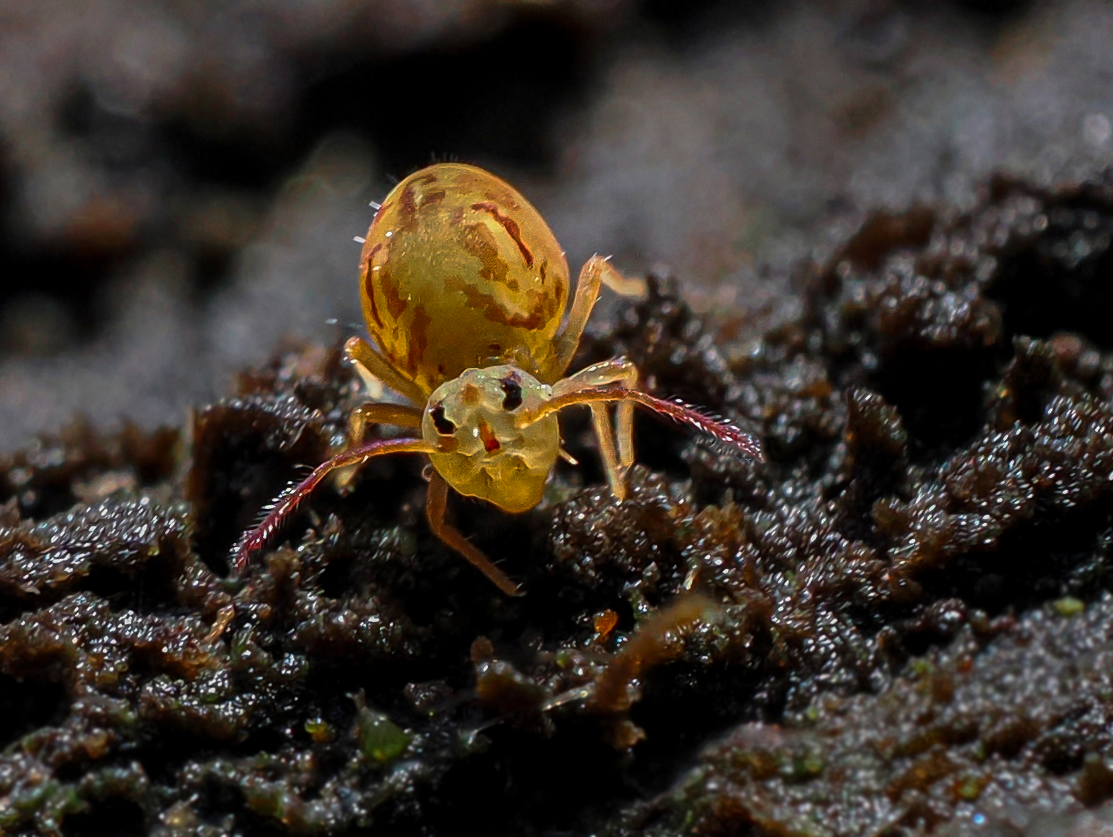 Bunter Kugelspringer