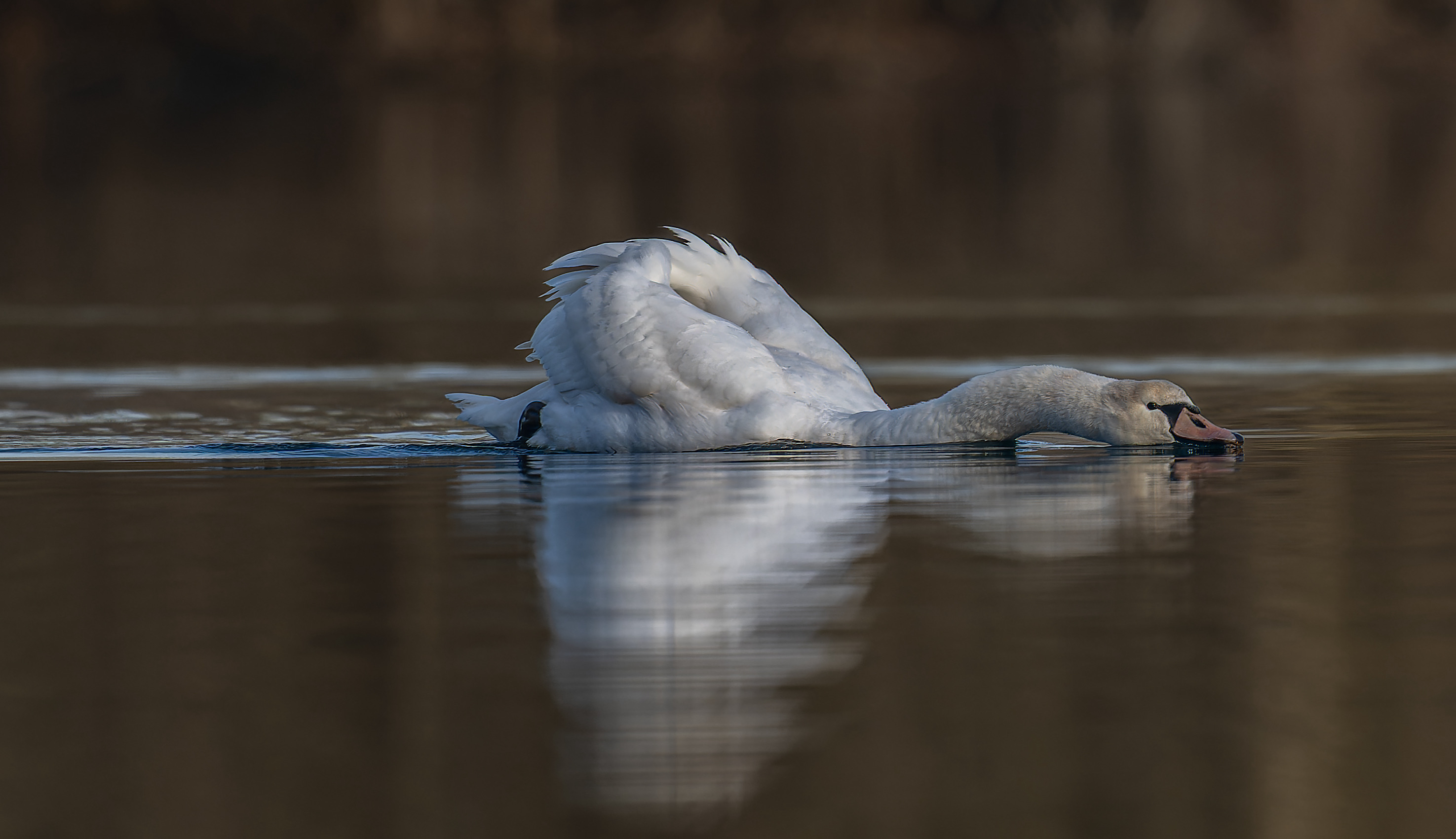 ….junger Schwan!