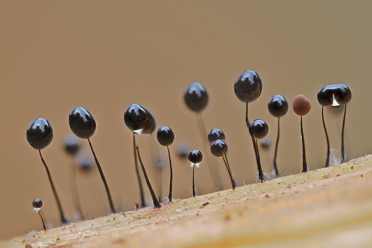 Comatricha nigra