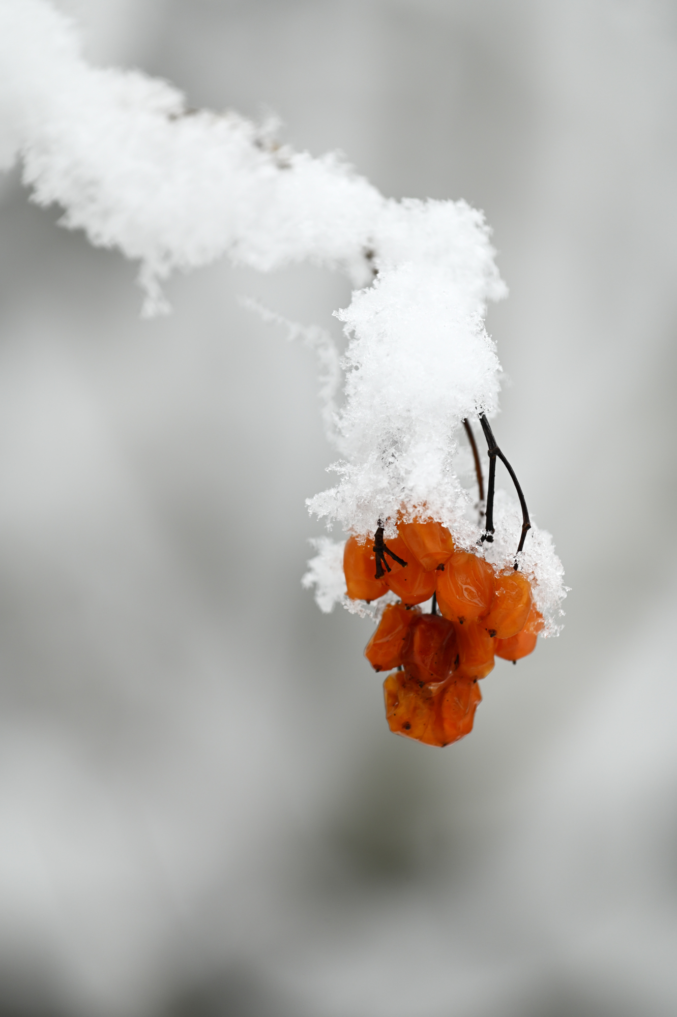 Eisbeeren