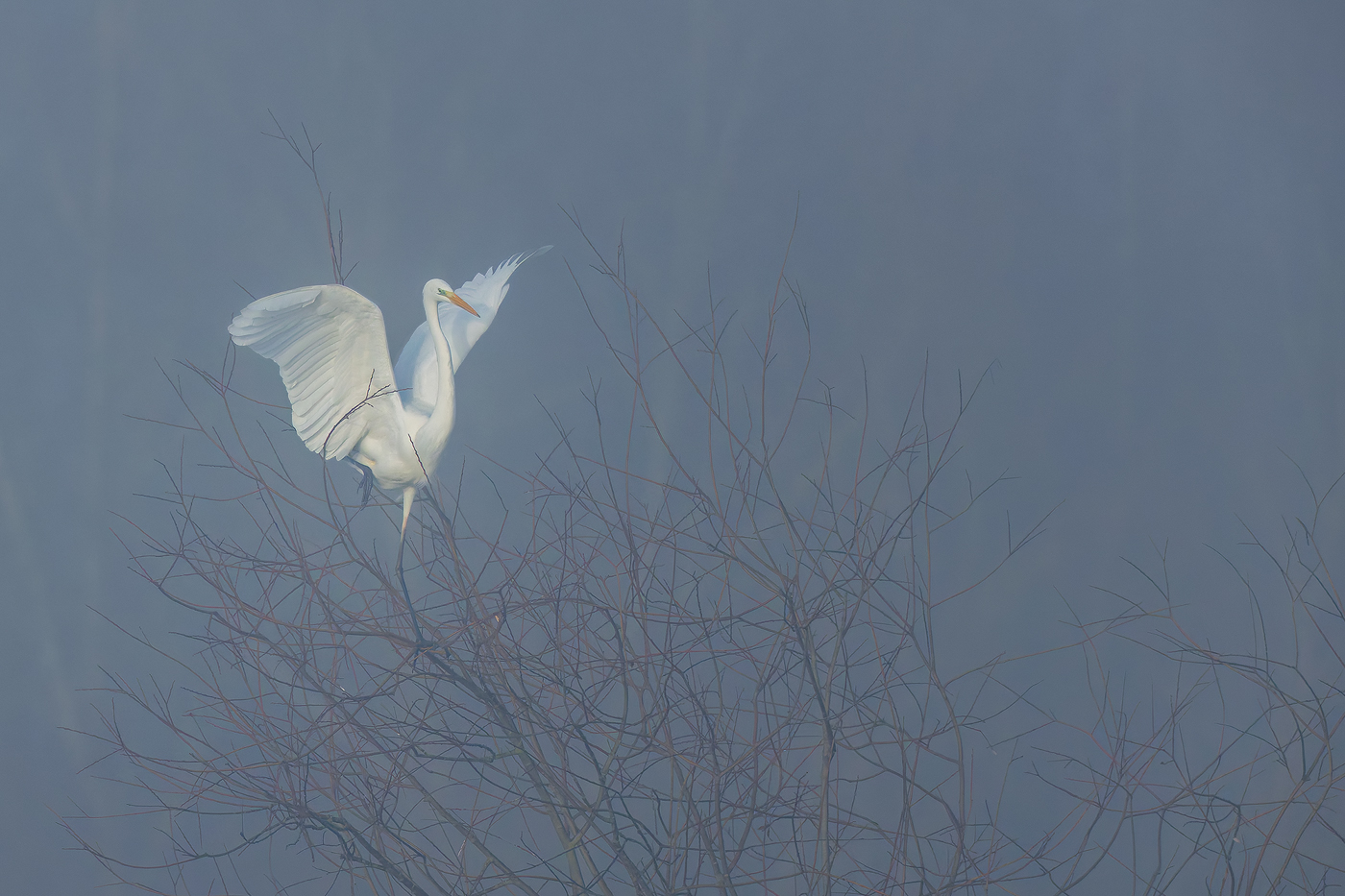 Nebel