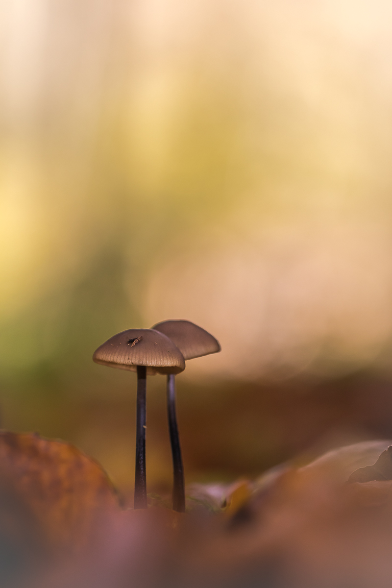Helmlingsduo