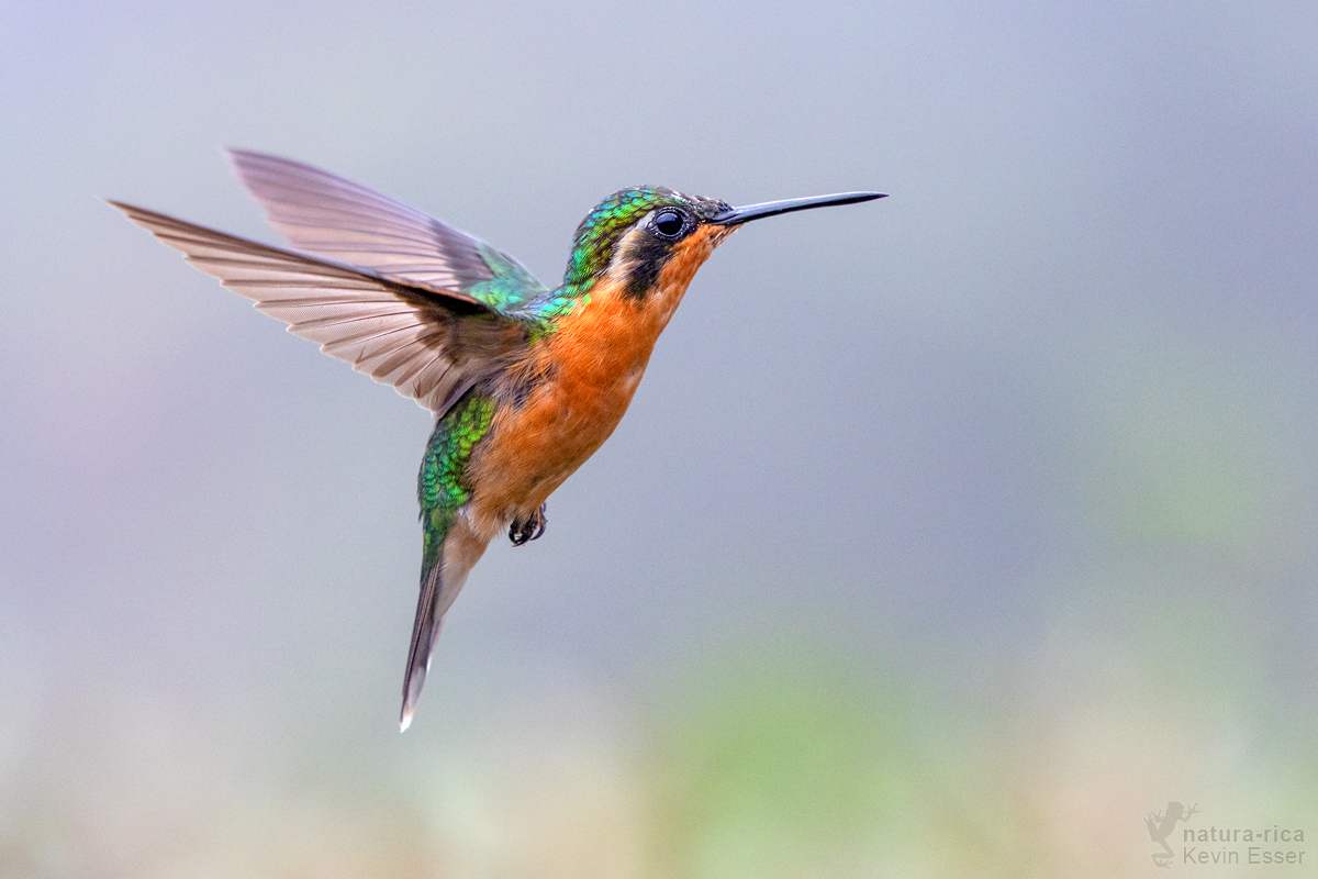Weißkehlnymphe ♀