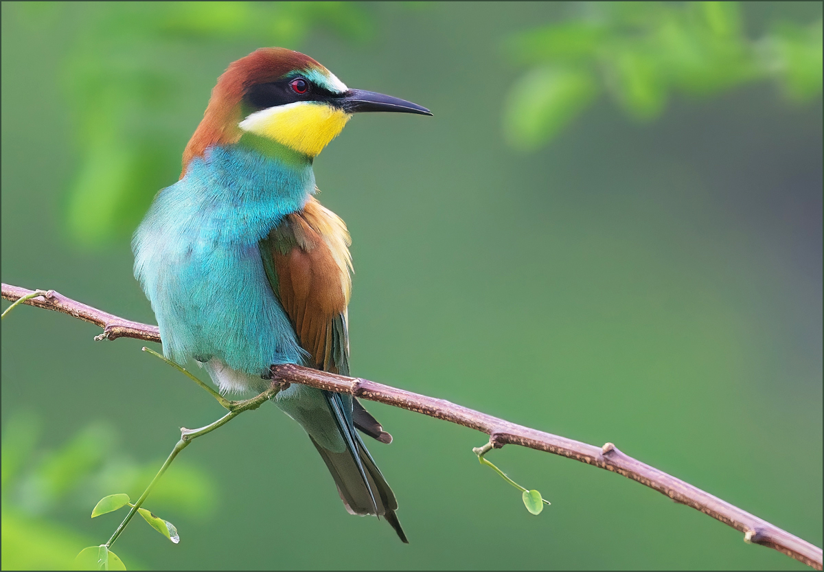 *Merops Apiaster....*