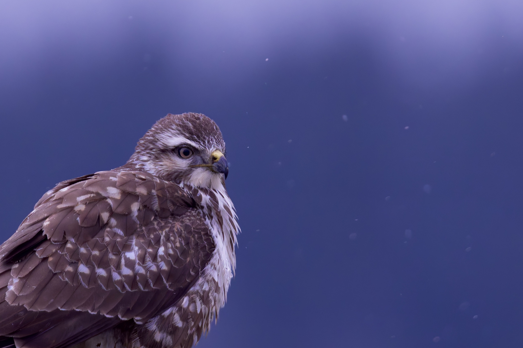 Ein Mäusebussard im Schnee