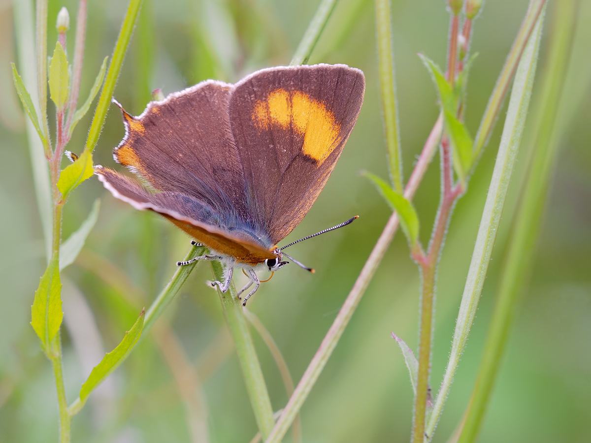 Thecla betulae