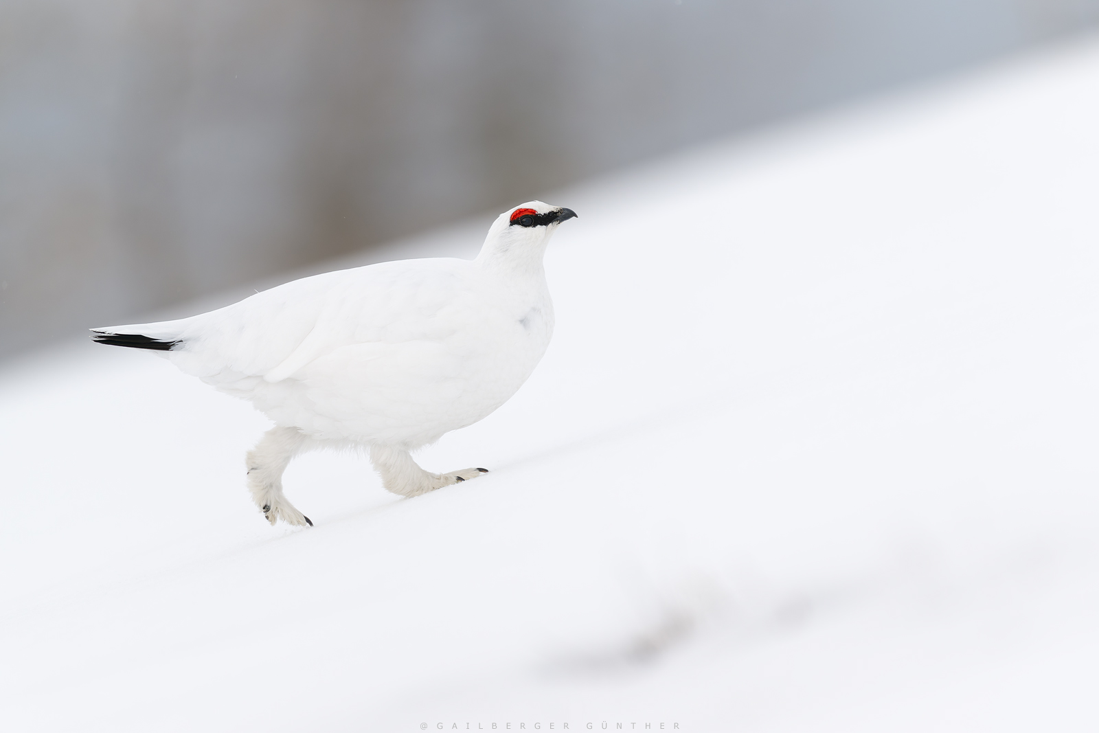 snow white