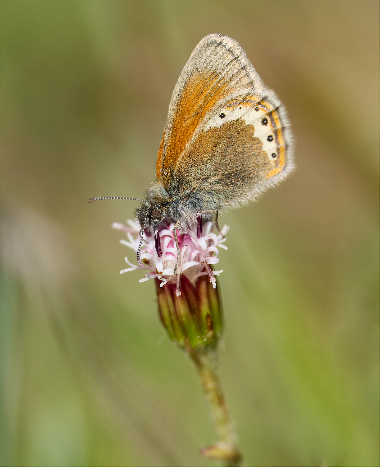 Alpenwiesenvögelchen