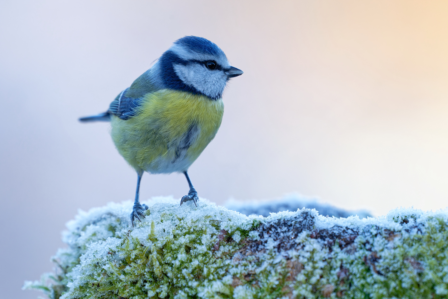 Blaumeise...