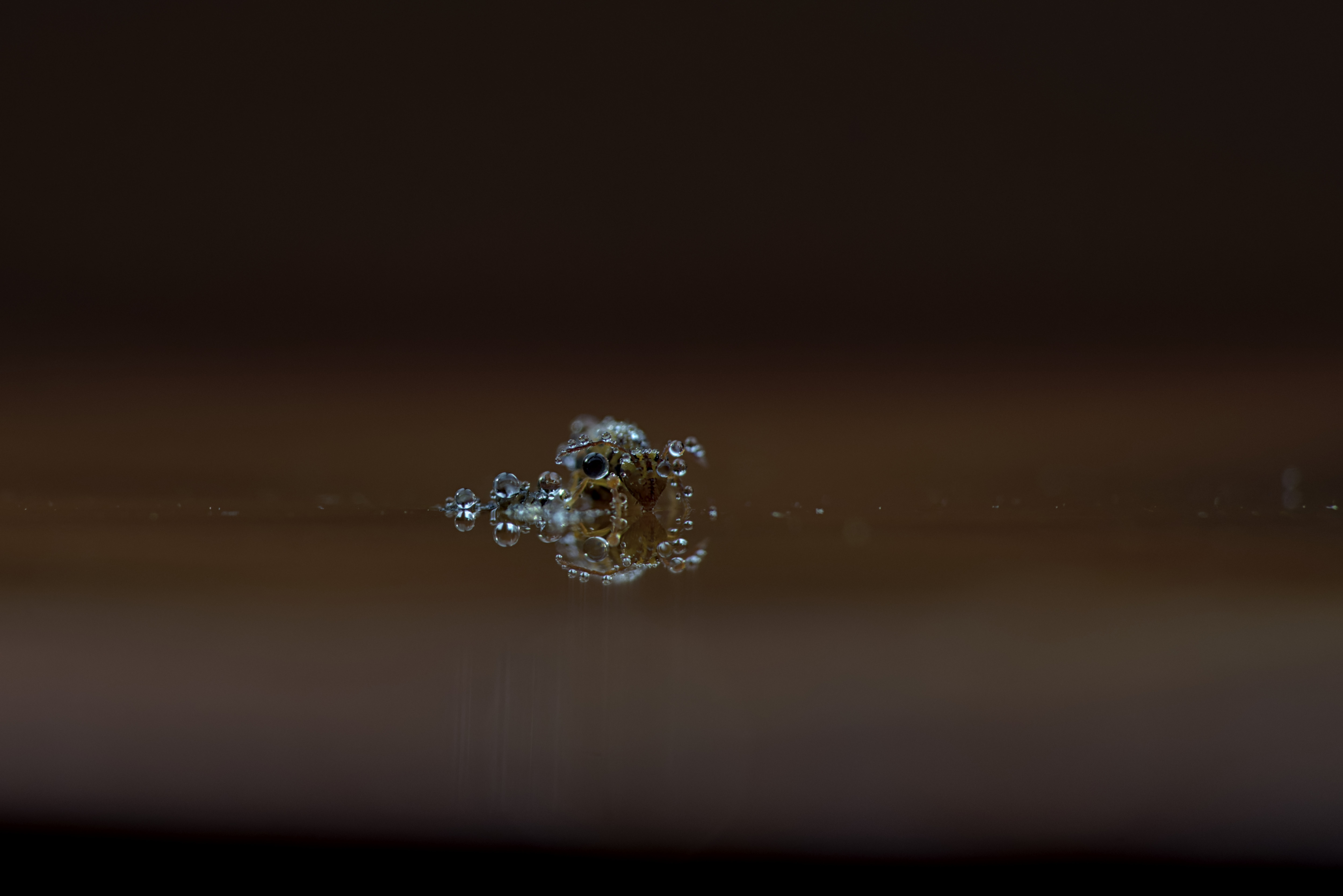 Kugelspringer im Morgentau