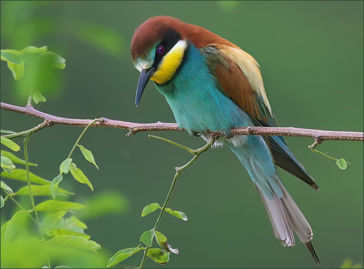 *Merpos Apiaster_3*