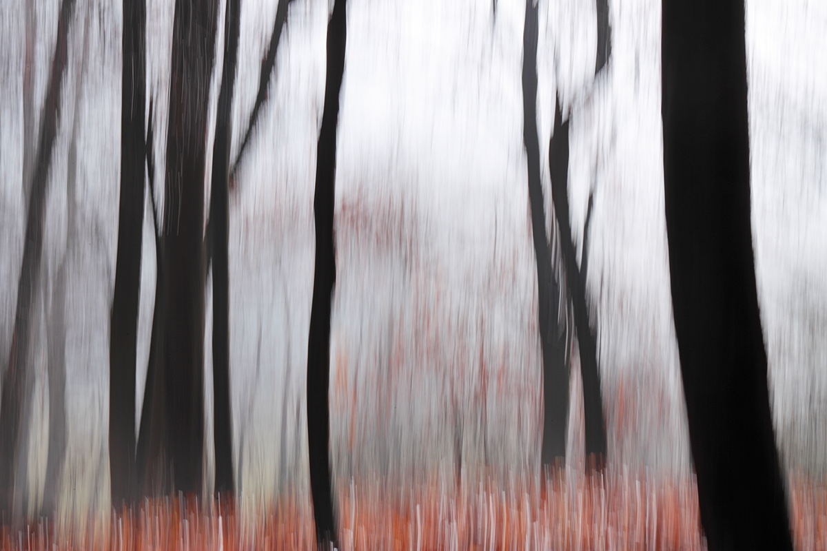 Nebelwald