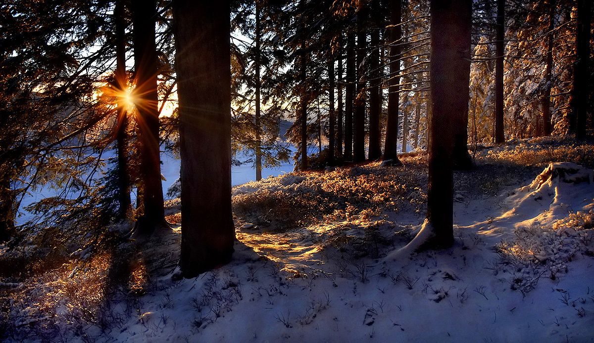 Winterwald ...,