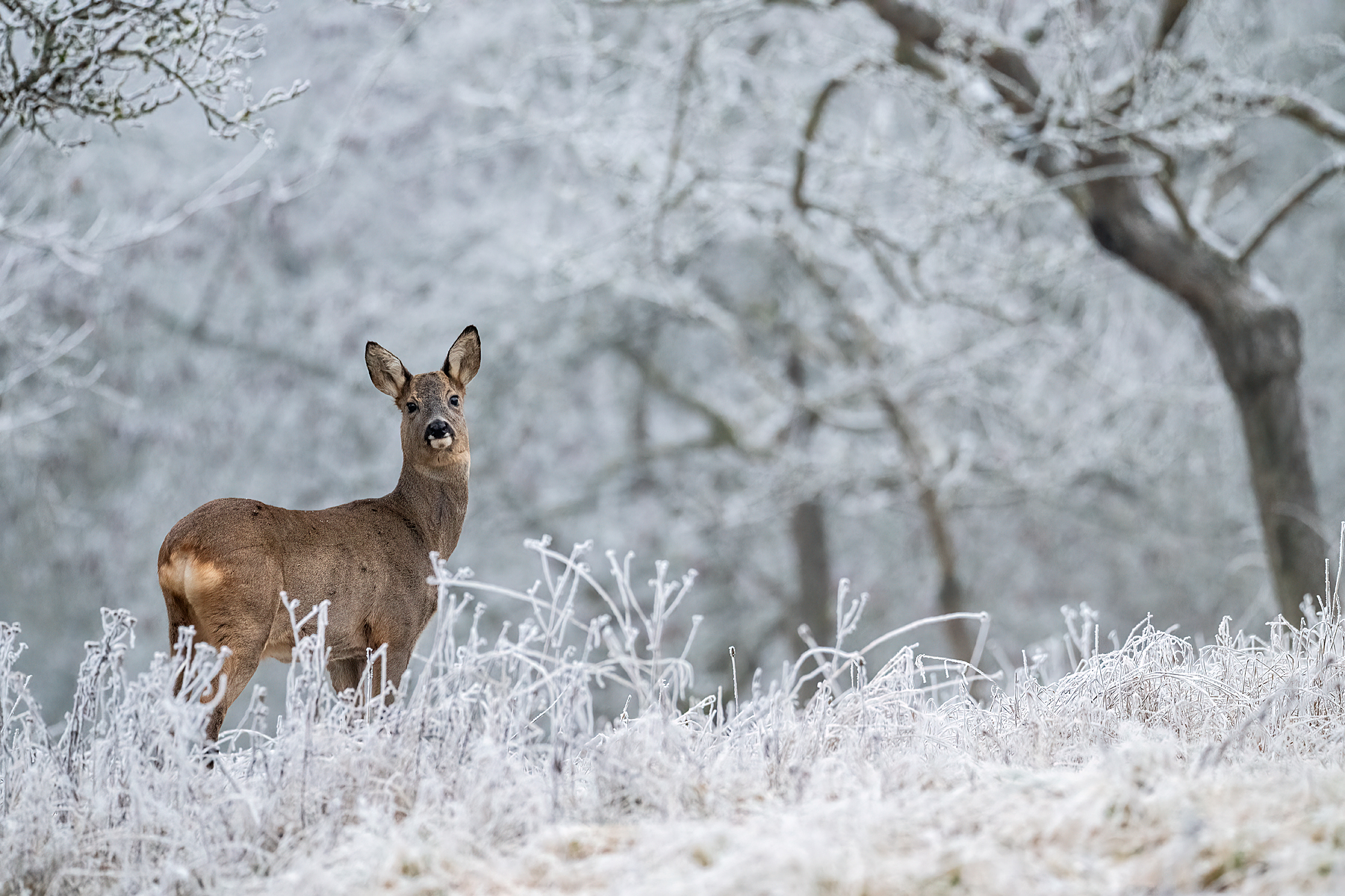 Winter in der Streuobstwiese