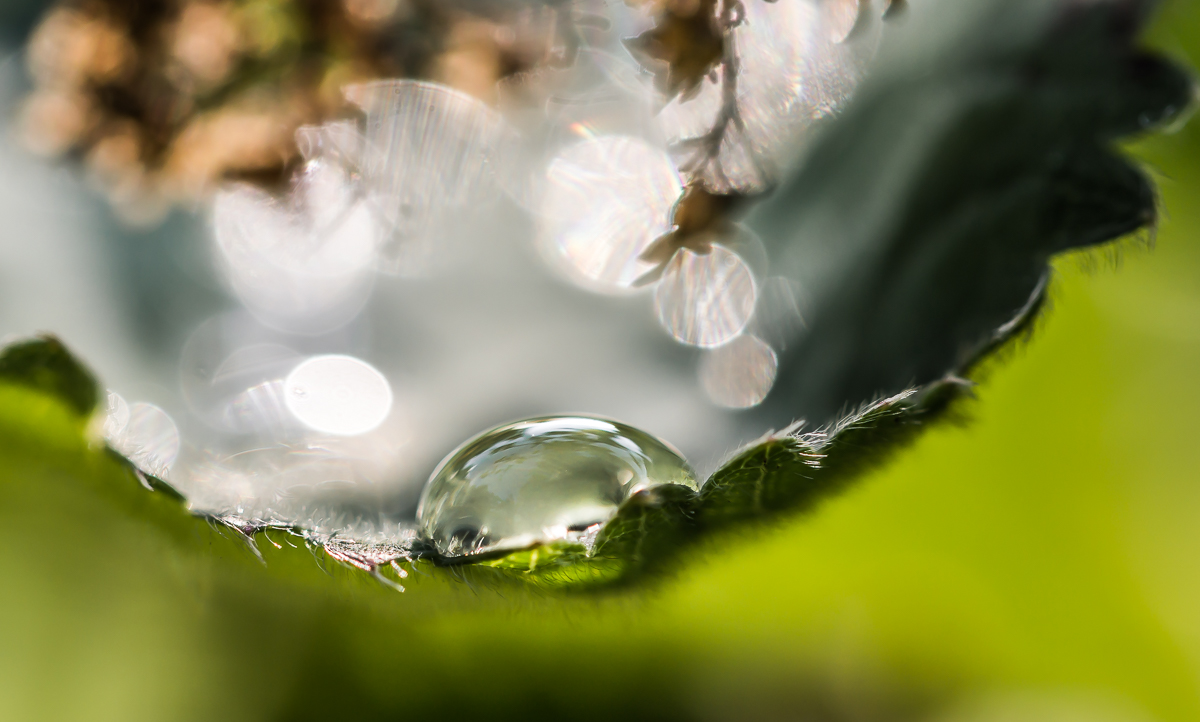 Geborgen im Blatt
