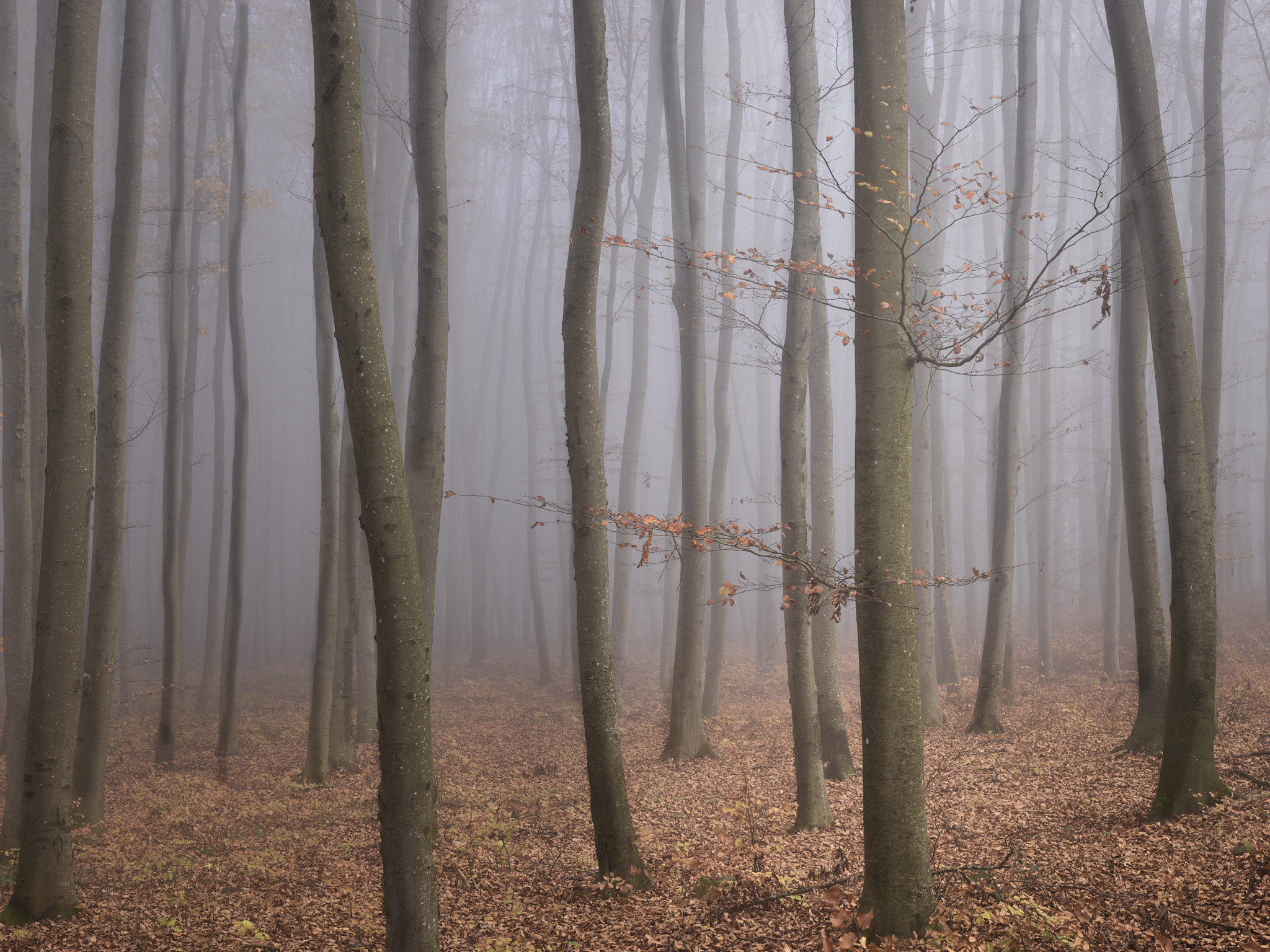 Stille