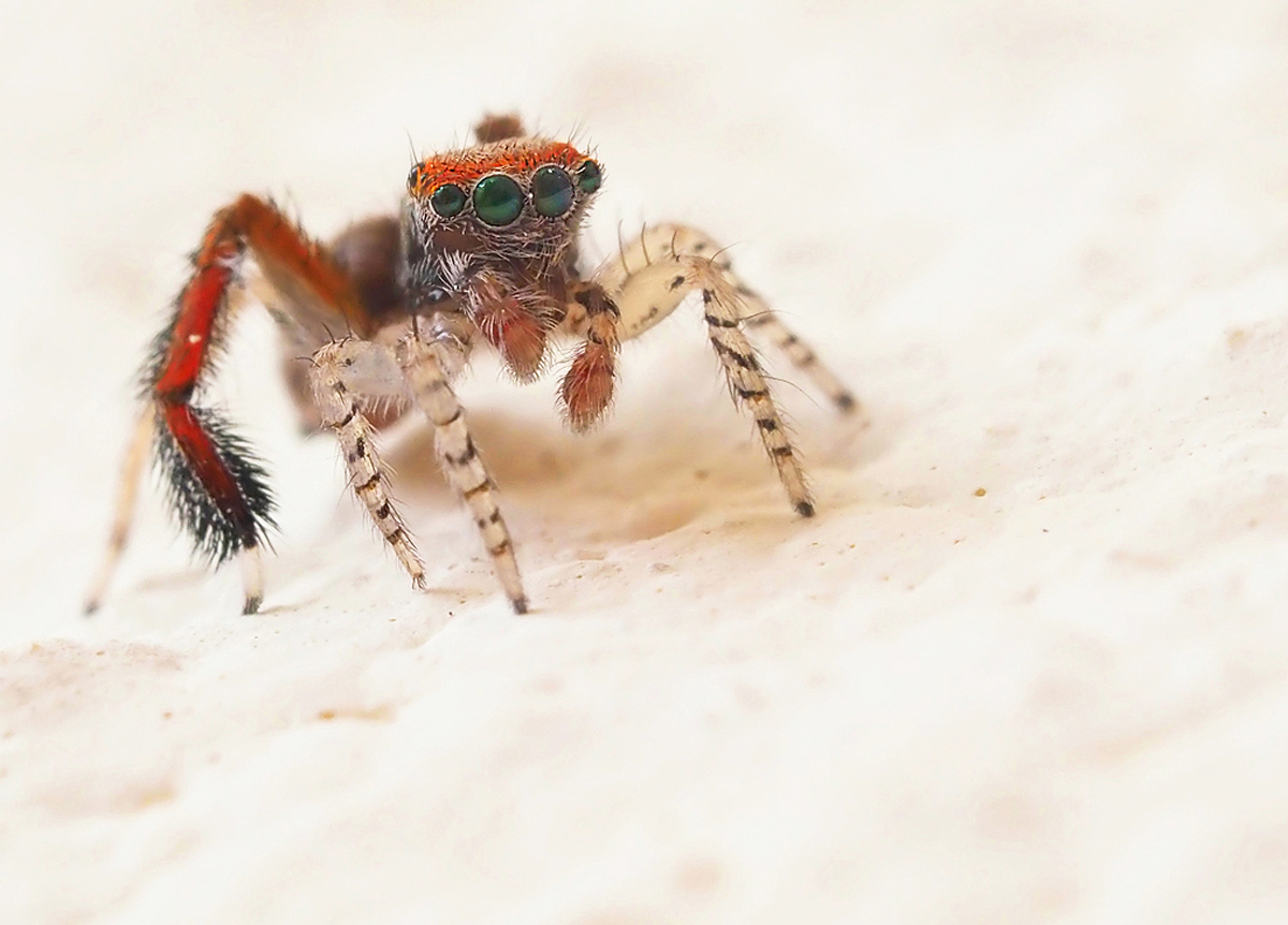 Saitis barbipes (Haarbeinige Pfauenspinne) Männchen