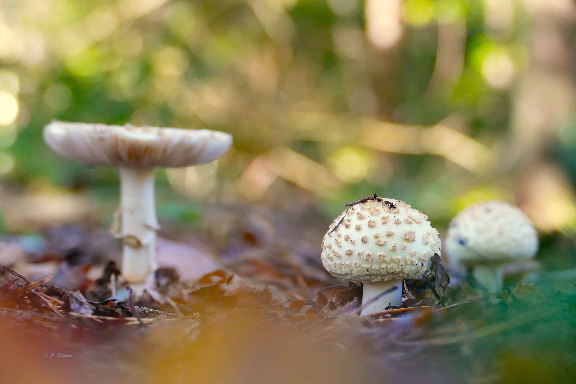 Ist es der Knollenblätterpilz?