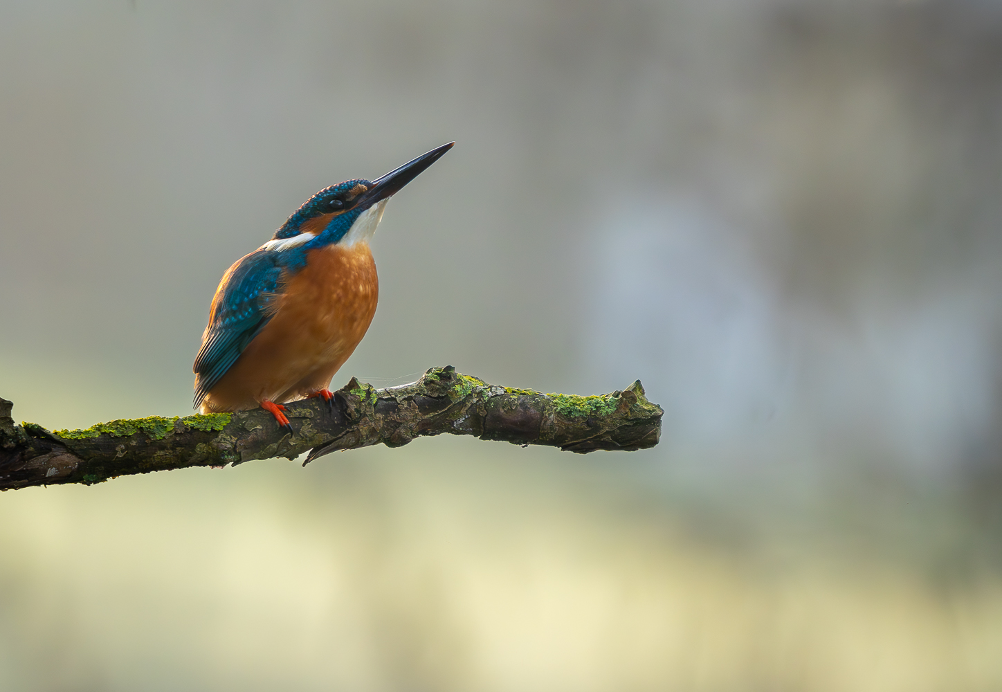 Eisvogel