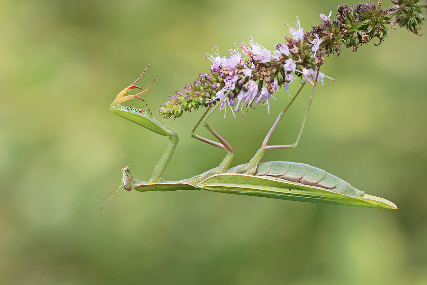 Mantis beim Abhängen an Minze