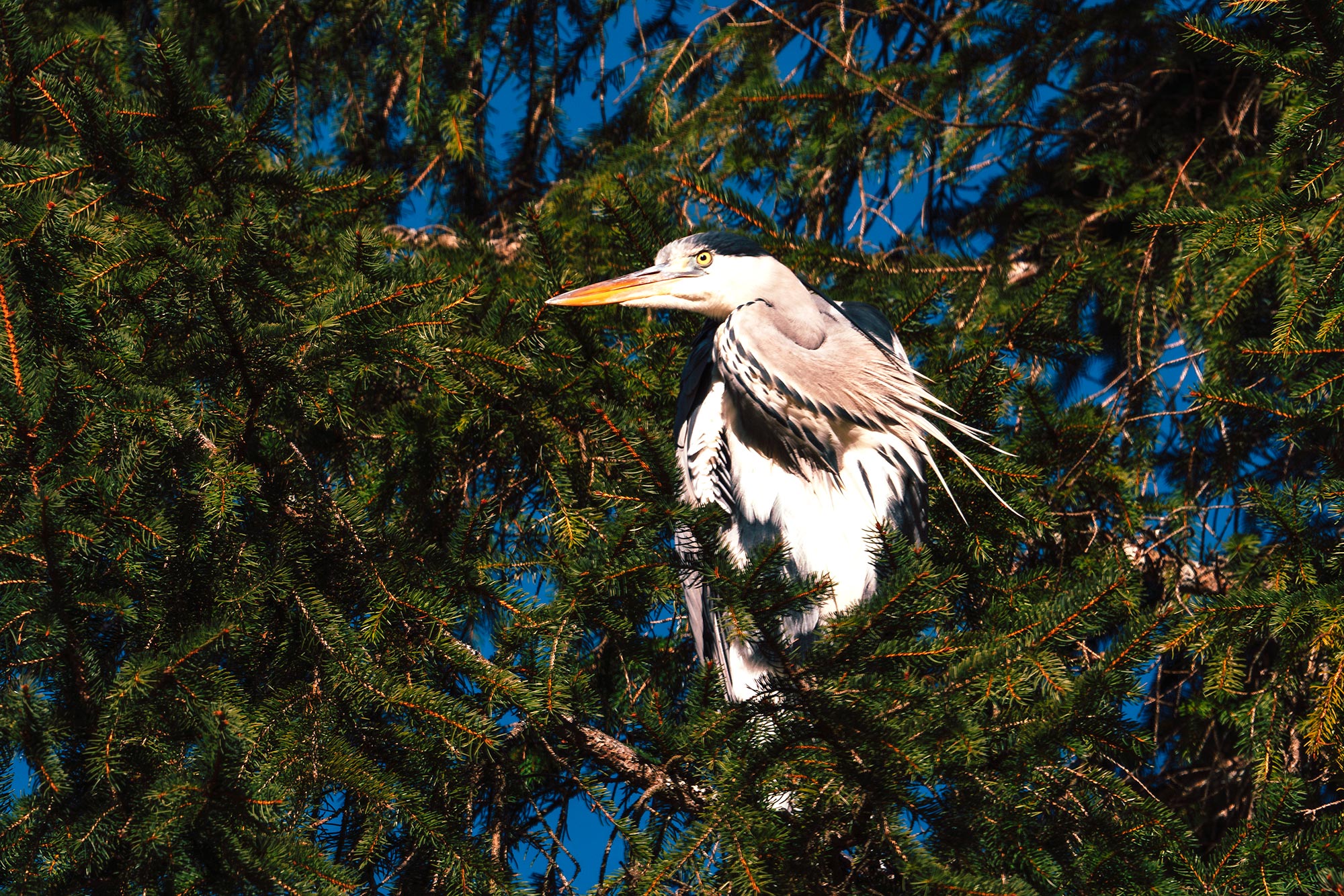 Graureiher - angry -