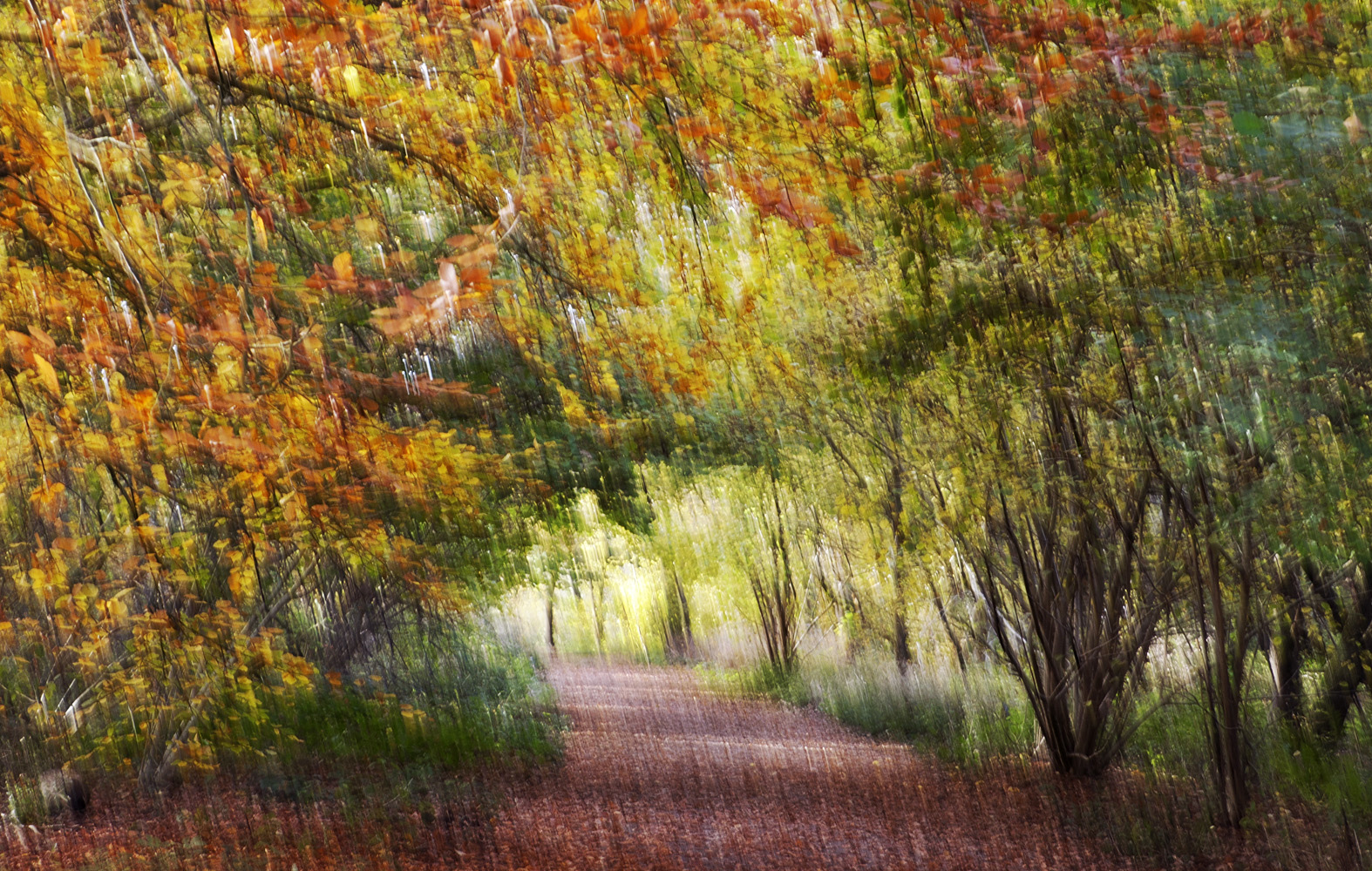 Herbstgezitter
