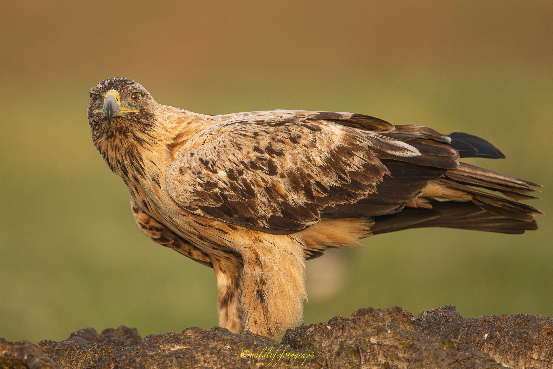 Spanischer Kaiseradler