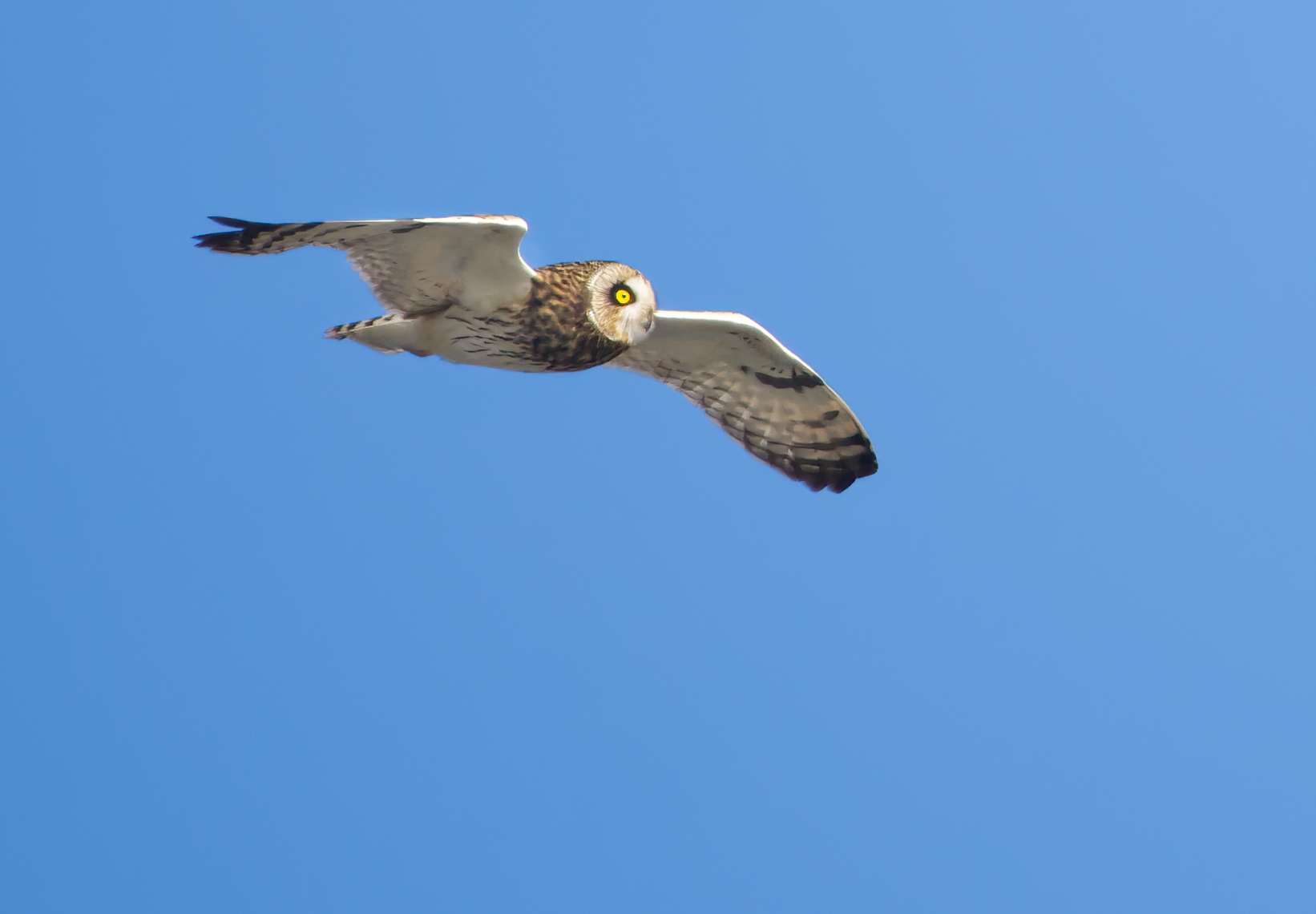 Sumpfohreule auf Helgoland