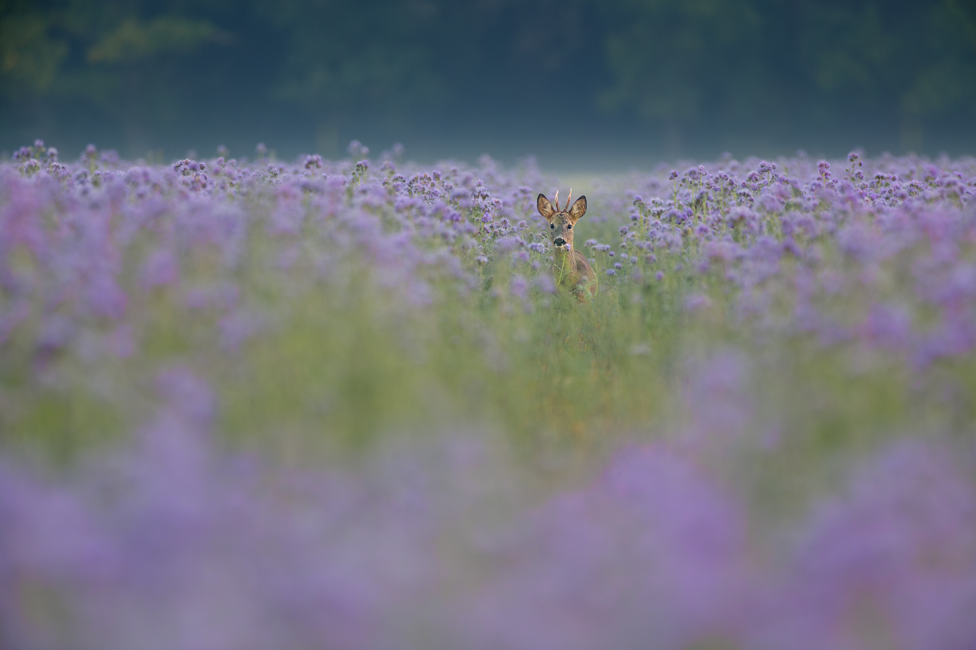 im Bienenfreund