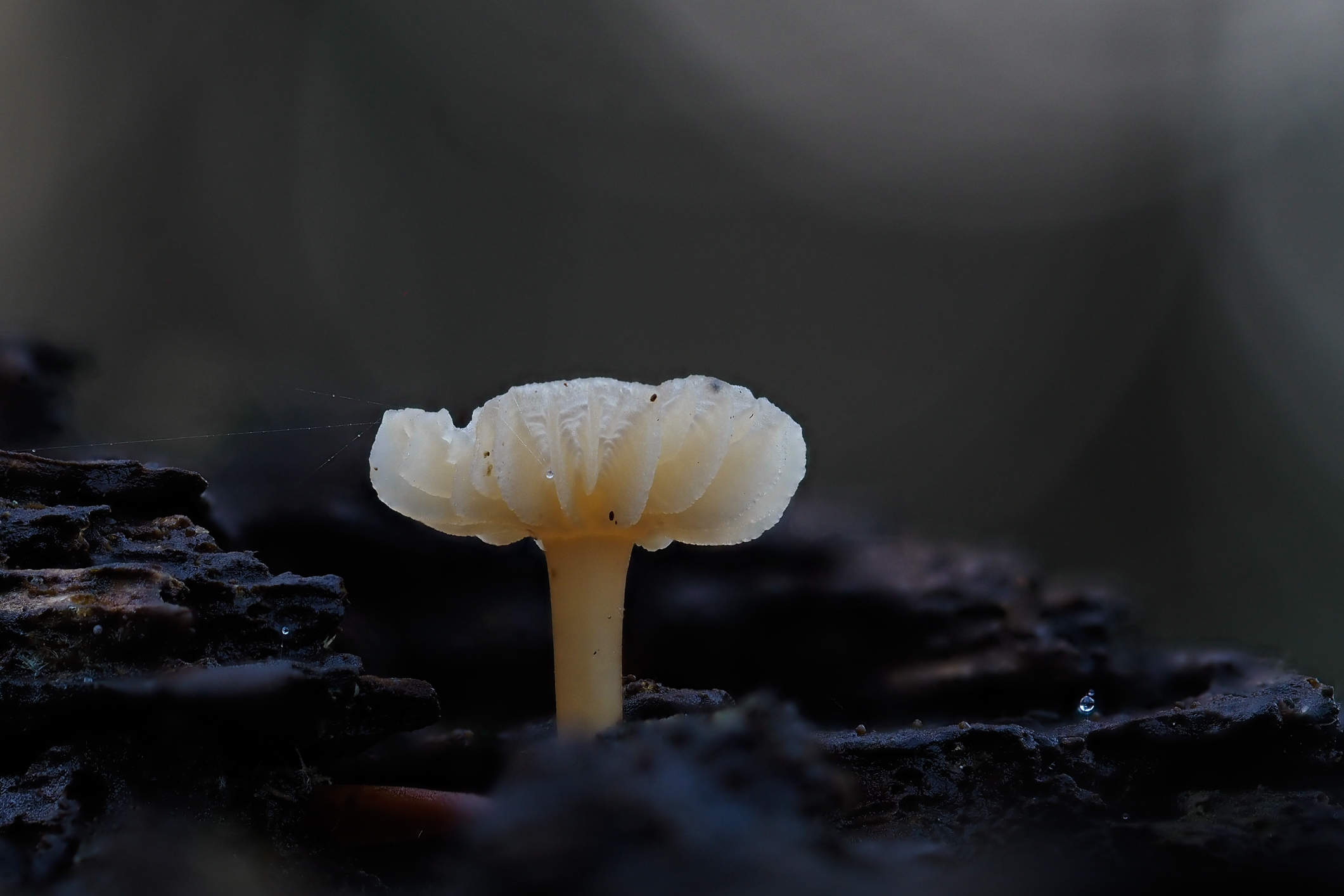 There`s  a light ,