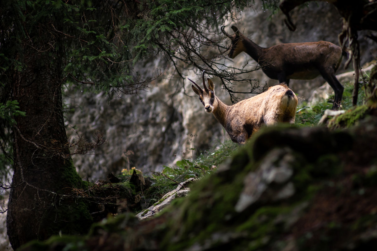 Im Bergwald