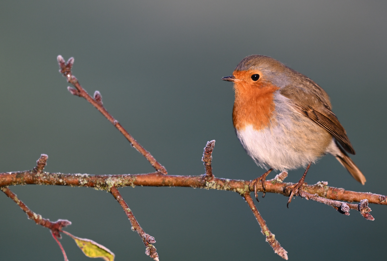 Rotkehlchen bei Frost