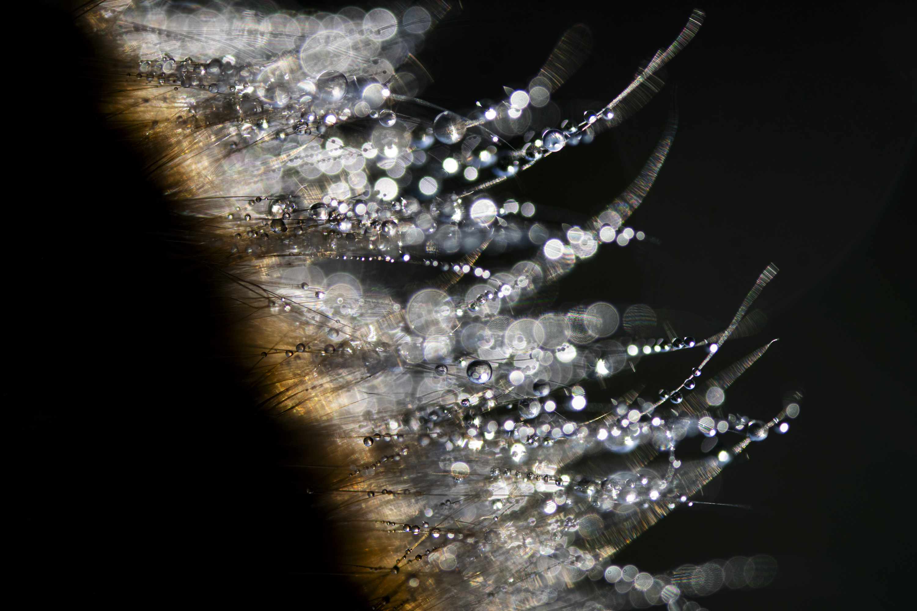 _____hair______________