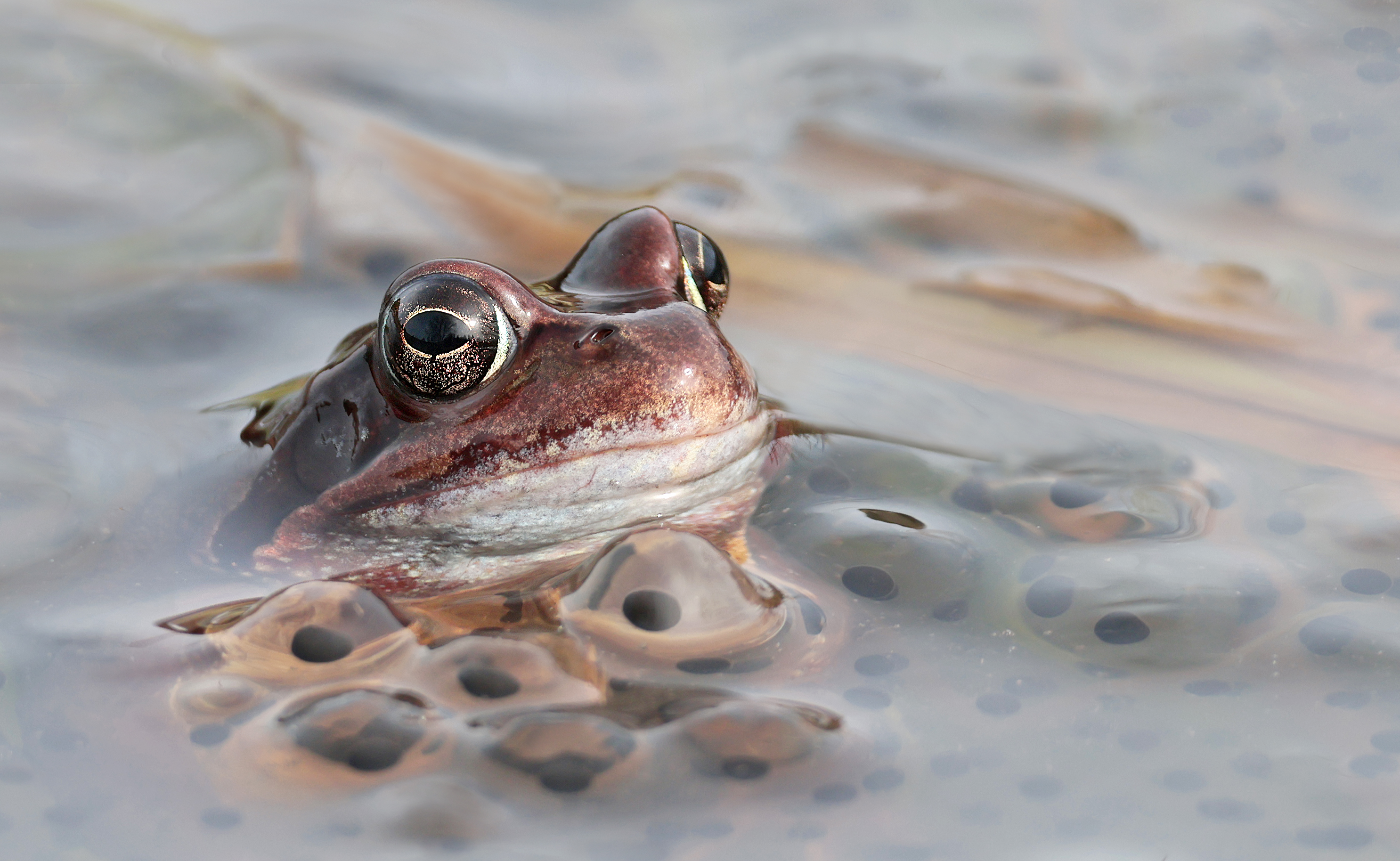 Grasfrosch im Laich....