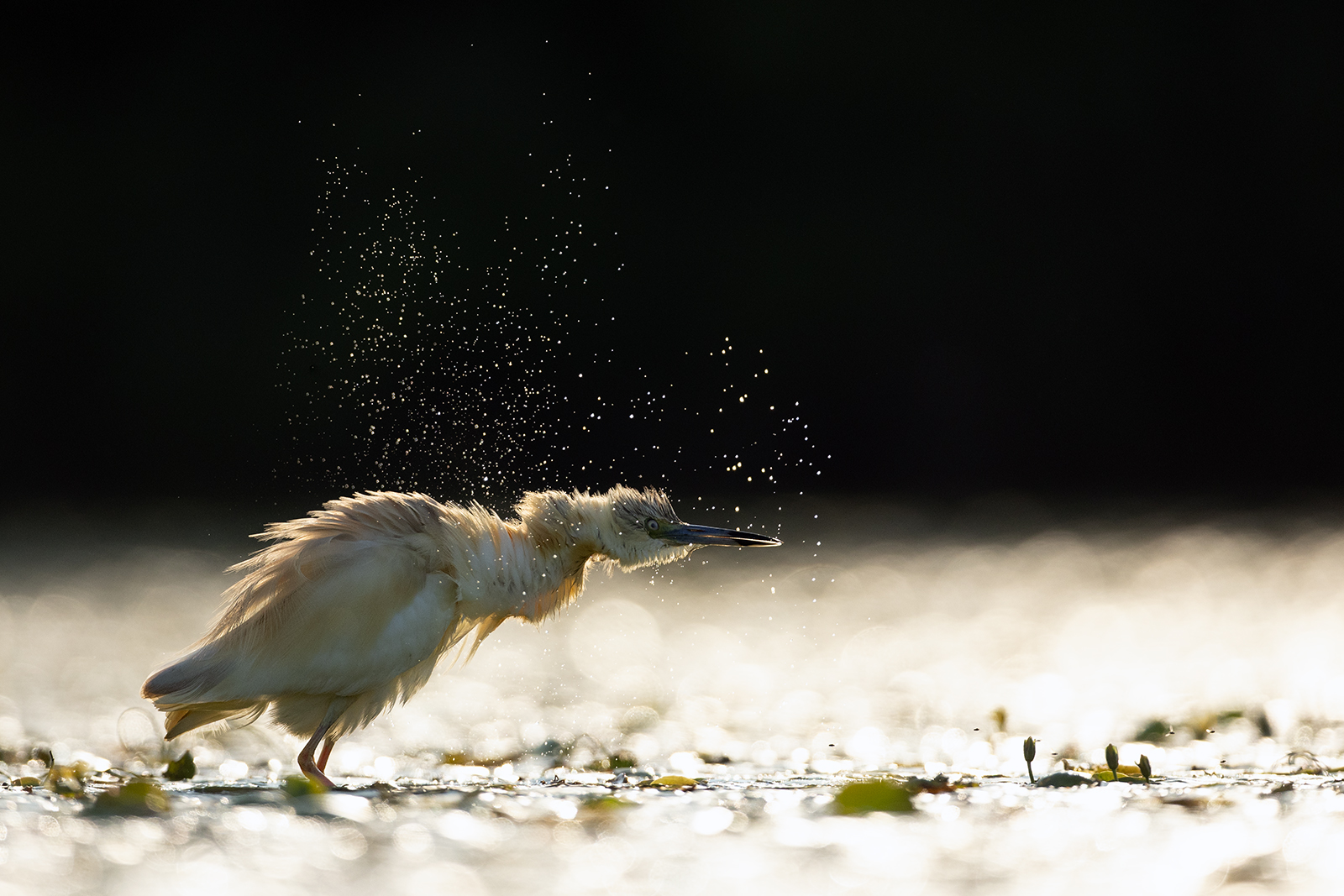 Wenn Wasser zu Sternen wird