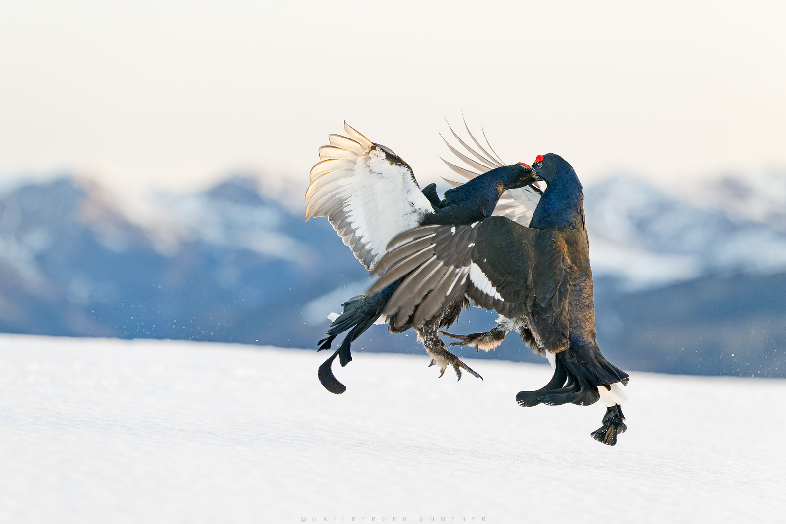 hitzige Tänze in eisiger Kälte