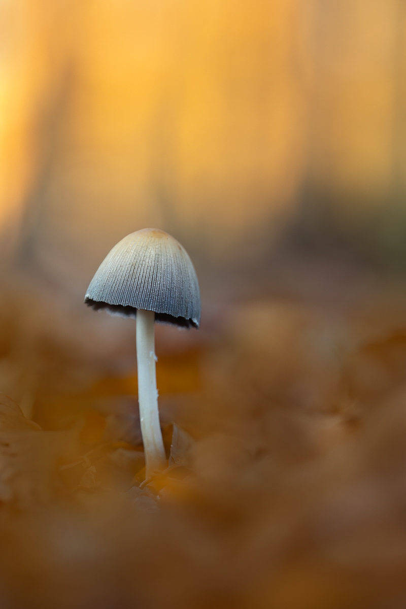 Der Gemeine Glimmertintling ...