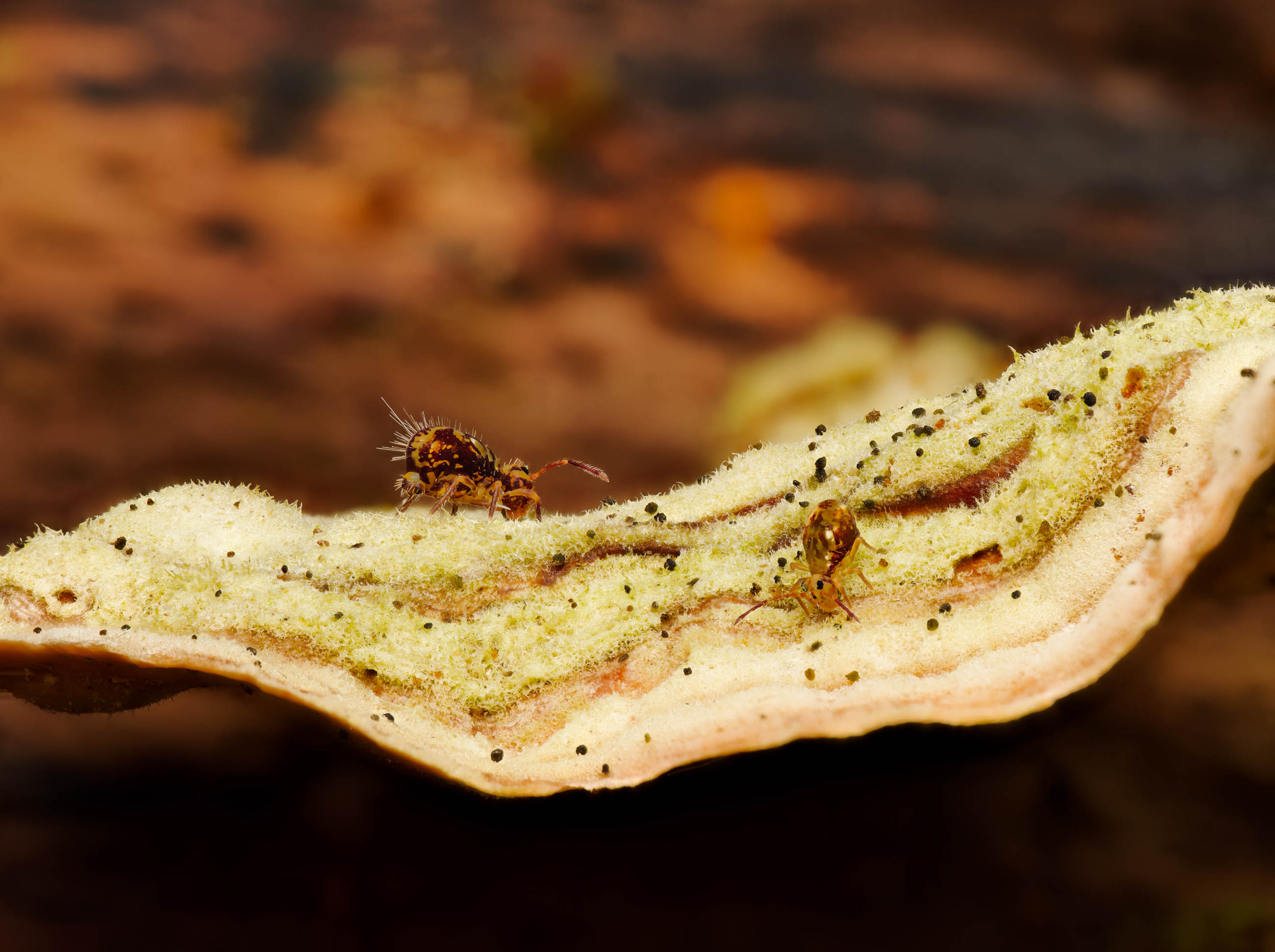 Bunte Kugelspringer im typischem Habitat