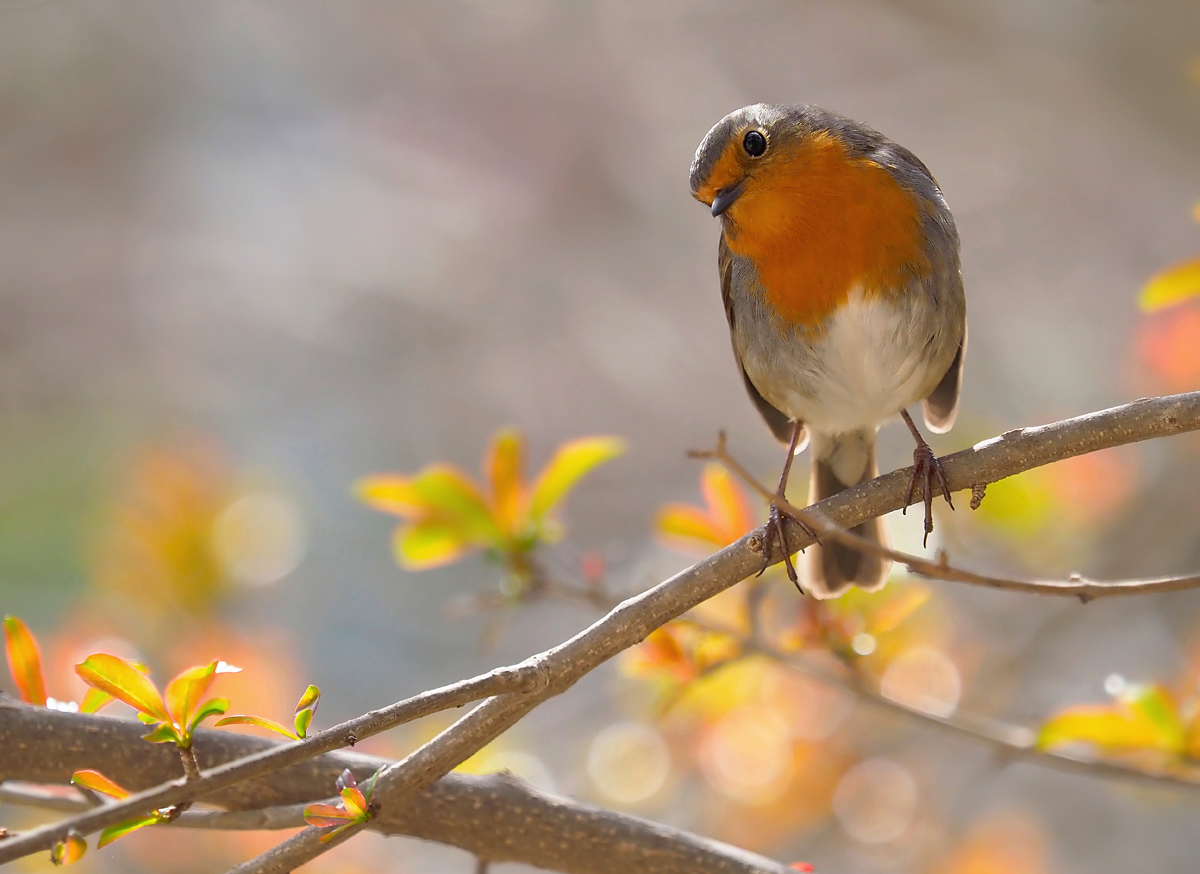 Neckisches Rotkehlchen
