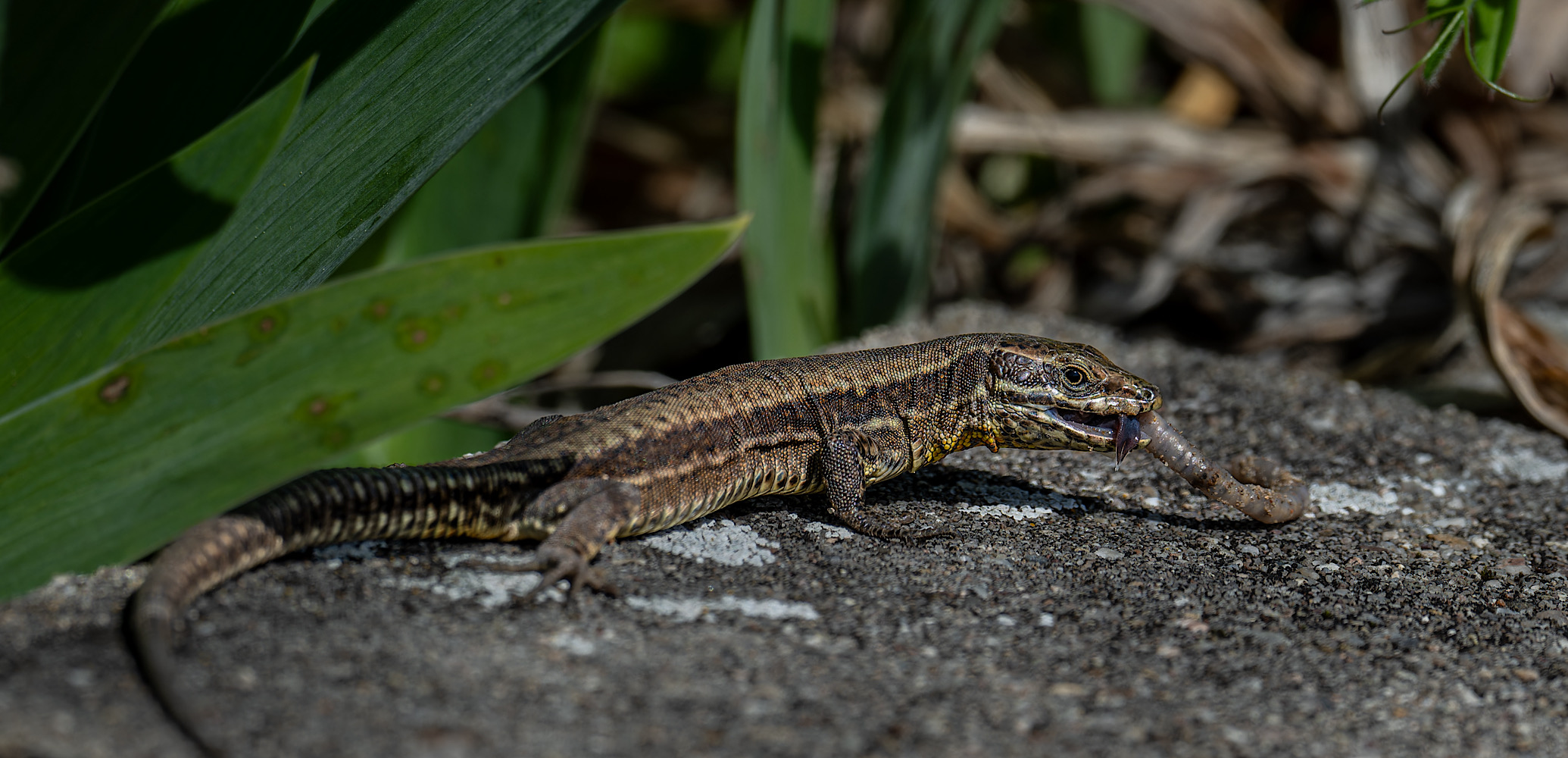 Die kleinen Drachen