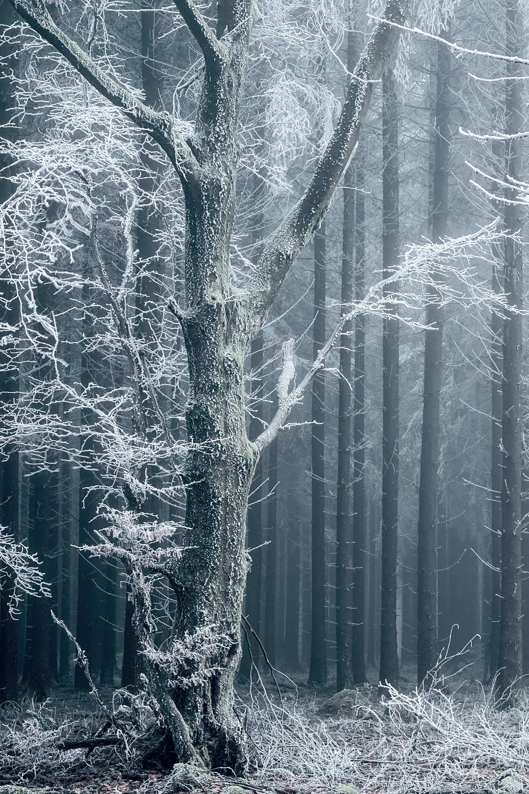 Frostgestalt