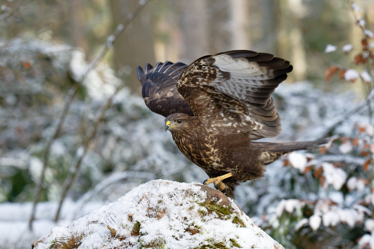 Mäusebussard...