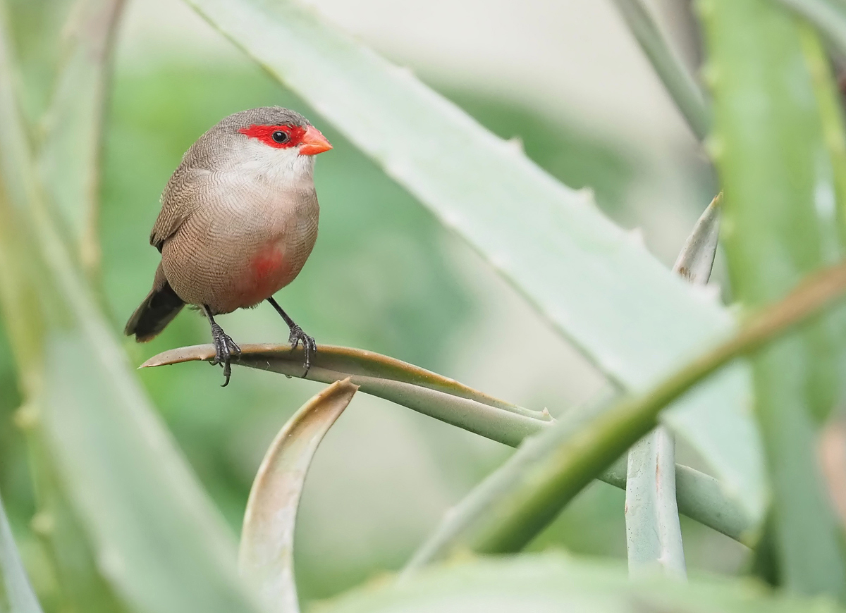 Wellenastrild auf Aloe Vera
