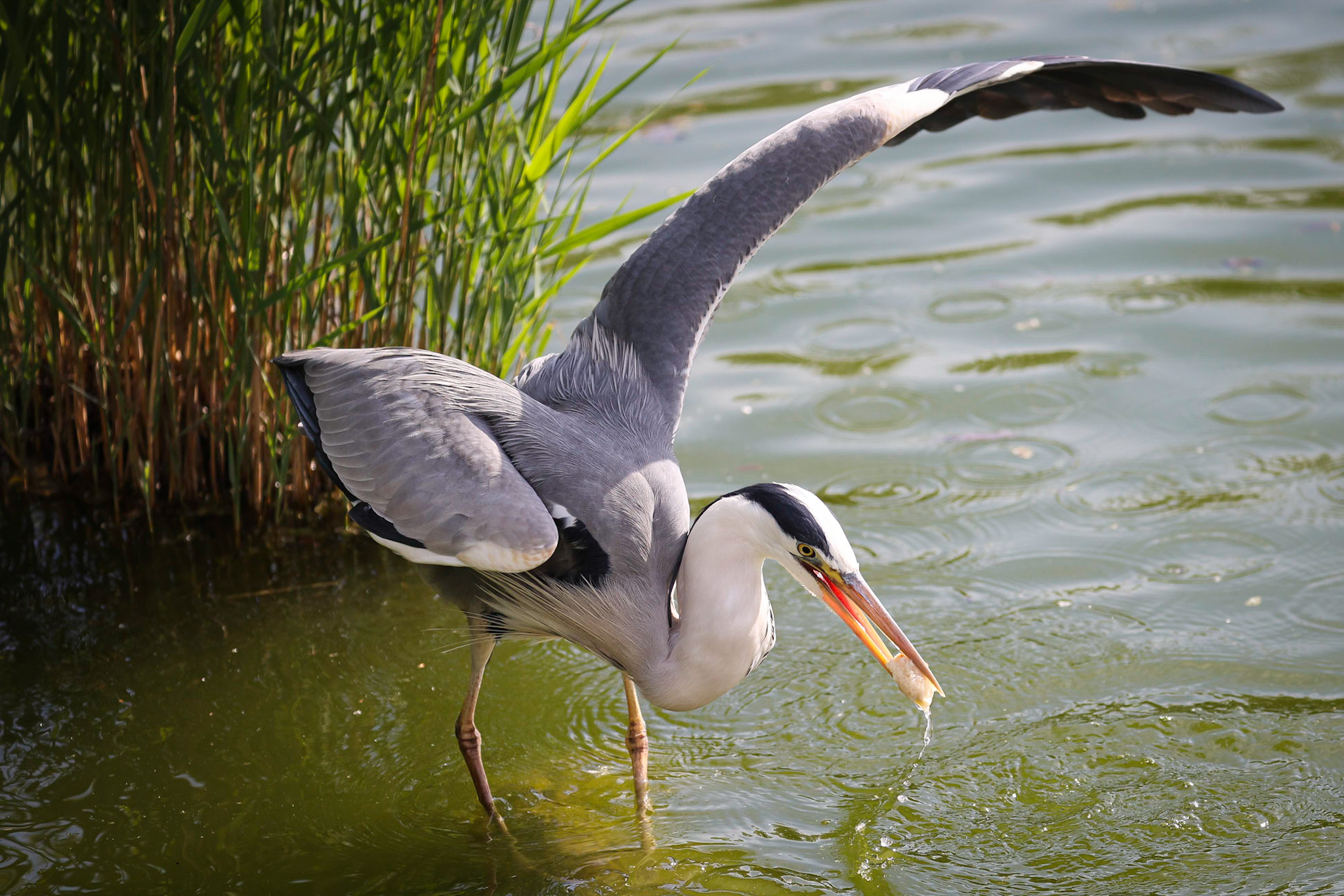 Graureiher auf der Futtersuche